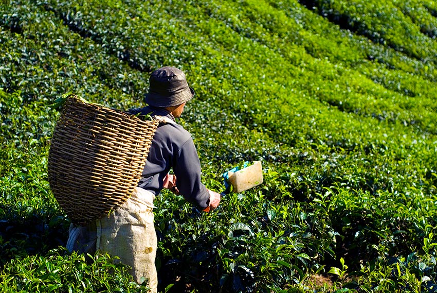 Millionaire Plantation Farmer of India
