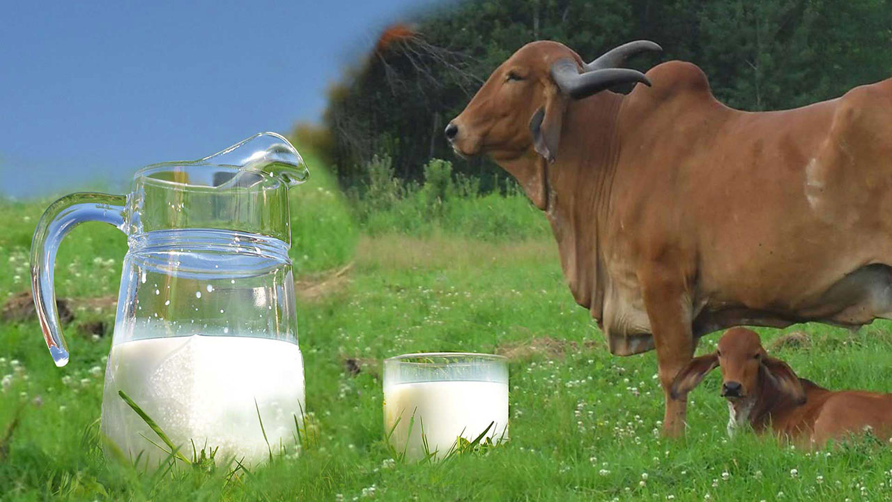 Millionaire Dairy Farmer of India
