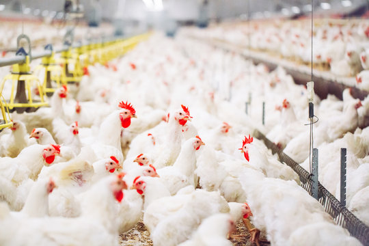 Millionaire Poultry Farmer of India