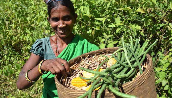 Millionaire Tribal Farmer of India